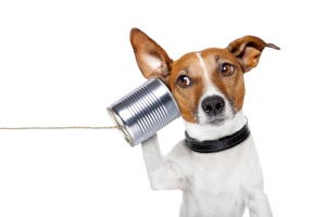 telephone-interview-dog